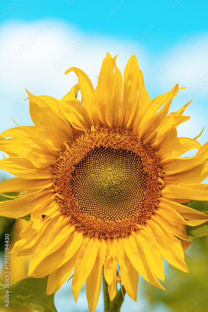 Naklejka premium Summer landscape with sunflowers. Beautiful sunflower field