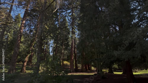 Sunlit forest park clearing with bench and tall evergreens