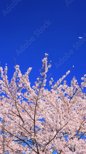 vertical video of cherry blossom against blue sky	