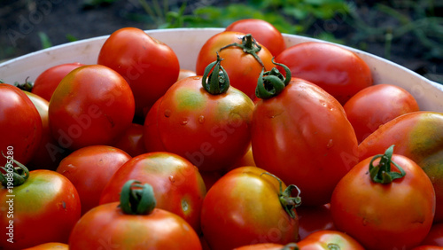 Bucket full of red ripe freshly picked tomatoes in a garden. Concept of organic farming, vegetable cultivation, and seasonal harvest. Tomatoes as raw material for juice and part of a healthy diet.