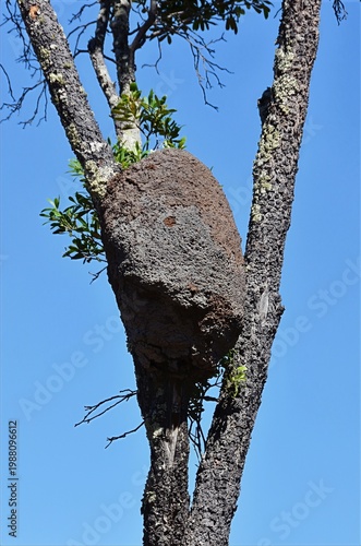 Termite nest attached to tree trunk in Madagascar. Large arboreal termite mound in dry tropical environment with blue sky background.