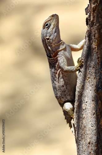 Oplurus cuvieri lizard climbing tree trunk in Madagascar. Close-up of spiny-tailed iguana in natural dry forest habitat