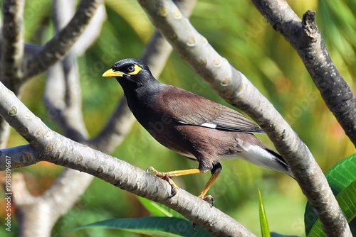 Common Myna (Acridotheres tristis) Perched on Tree Branch