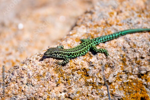 Green lizard resting on rocky surface in natural habitat