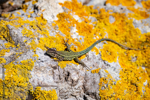 Green lizard resting on rocky surface in natural habitat
