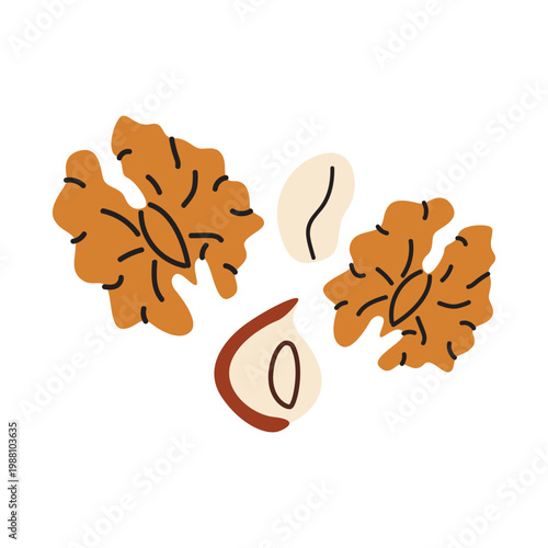 Vector illustration of walnut, hazelnut, peanut. Healthy organic brain food snack in cartoon flat style
