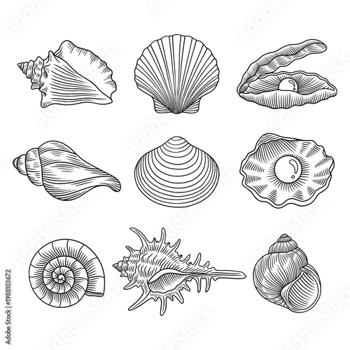Seashell Line Art Set Hand Drawn Nautical Shell Illustration Collection