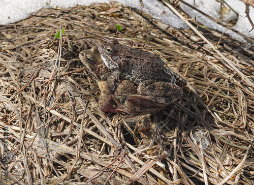 Foto Two frogs during mating season on dry grass in early spring.