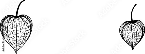 A dried Physalis (Cape Gooseberry) husk, ultra-realistic in its intricate lace-like structure, stands isolated on a pristine white background, evoking the delicate beauty of an ancient lantern