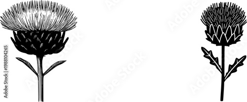 A solitary, dried Artichoke flower head with a massive, purple-tipped thistle-like structure stands isolated on a pure white background