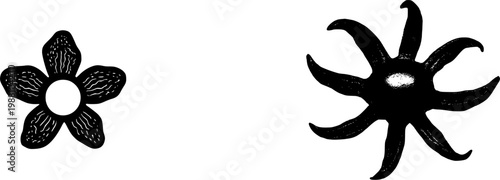 An ultra-realistic macro of an Earthstar fungus (Geastrum) reveals its unique star-shaped outer rays holding a central spherical spore sac against a pure white background