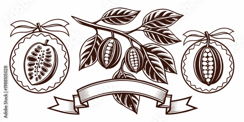 Vintage cocoa pod and cacao tree branch illustration set, vector