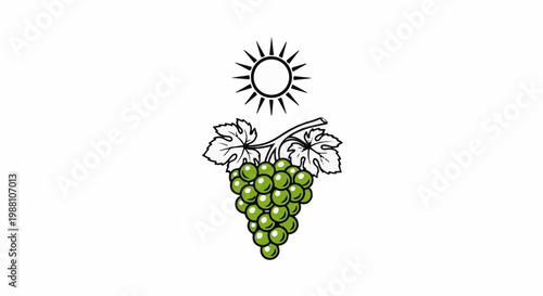 Stylized sun shines down on a bunch of ripe green grapes