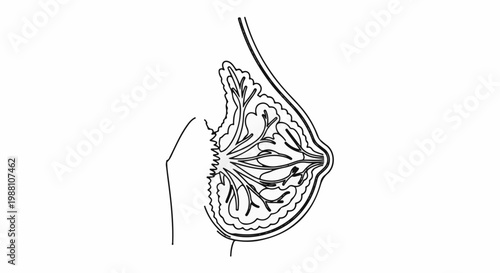 Anatomical diagram shows a cross-section of a female breast