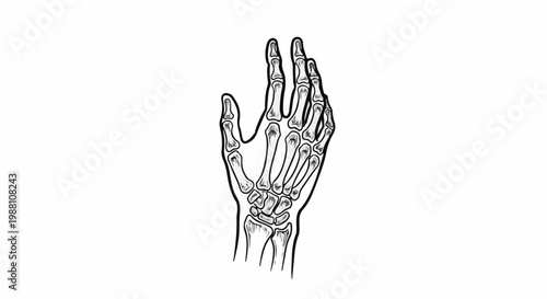 Detailed anatomical illustration of a human skeletal hand reaching upwards