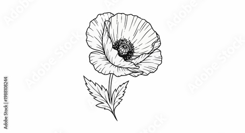 Delicate outline drawing of a single poppy flower with leaves