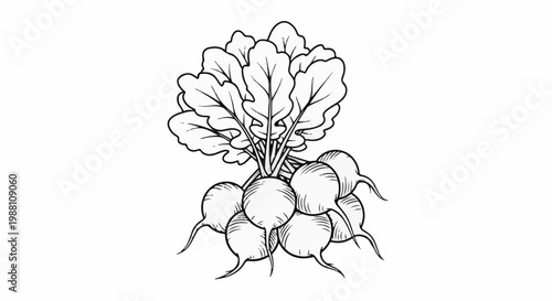Black and white illustration of fresh radishes with leafy green tops
