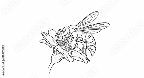 Line drawing of an insect with wings on a flowering plant petal