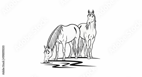 Two horses, one drinking water while the other stands alert