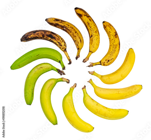 Canvastavla Banana Ripeness Cycle, A colorful display of bananas in a circular pattern, show