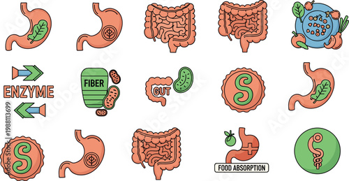 Digestive System Vector Set Stomach Intestine Enzyme Gut Health Illustration