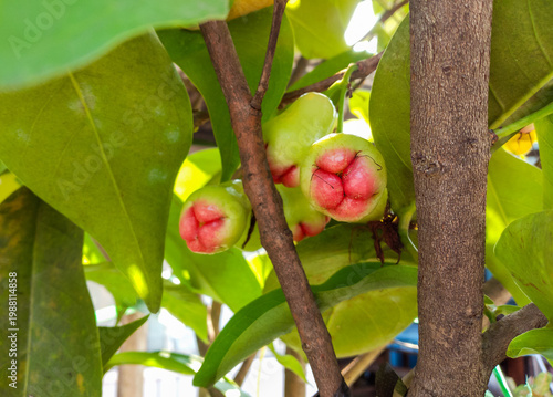 Close-up of Fresh Water Apple Fruits Hanging on a Tree Branch – Organic Tropical Fruit in a Natural Garden 