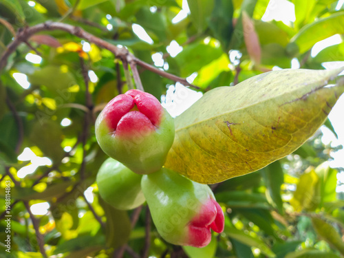 Close-up of Fresh Water Apple Fruits Hanging on a Tree Branch – Organic Tropical Fruit in a Natural Garden 