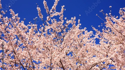 cherry blossom against blue sky	
