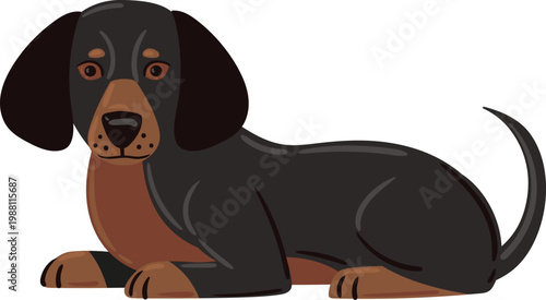 dachshund dog breed cute cartoon illustration