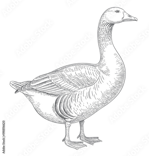 Hand drawn duck in natural standing pose ink engraving detail. Vintage duck artwork in natural standing pose.
