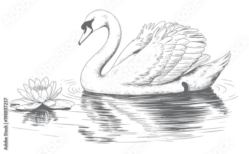 Vintage engraving illustration of two ducks resting in calm water. Sketch swan illustration.
