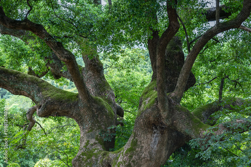 Ancient Camphor Tree with Moss-Covered Branches and Lush Canopy in Verdant Forest