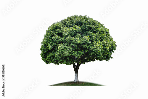 Canvas-taulu Ornamental Broadleaf Tree Isolated