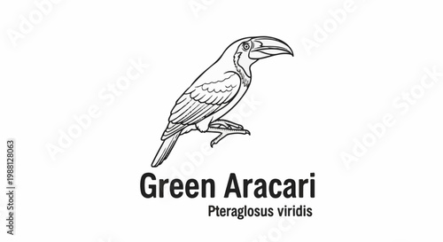 Black and white line art drawing of a green aracari bird