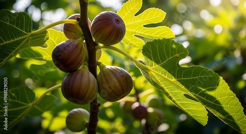 Fresh figs growing on a branch with sunlight filtering through leaves