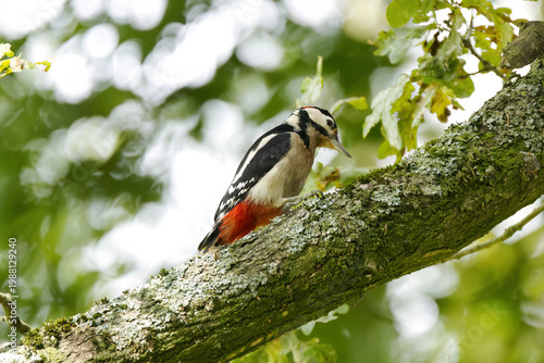 A woodpecker looks down at the bark, great spotted woodpecker among green leaves; bokeh shot of the woodpecker; colorful bird on a branch; balls of light and moss-covered branches; Dendrocopos major