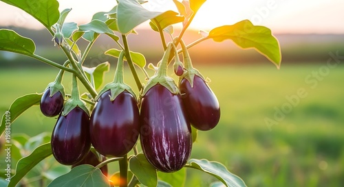 Purple eggplants with striped skin on a plant in a field at sunset
