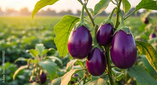 Purple eggplants grow on a plant in a field at sunrise