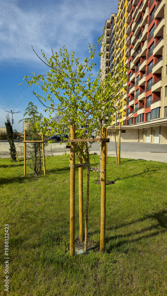 Fototapeta premium freshly planted young birch trees supported by wooden stakes growing on a green lawn next to a colorful modern apartment building under a blue sunny sky