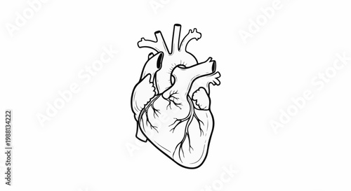 Detailed anatomical line drawing of a human heart, black and white