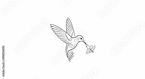 Delicate black outline drawing of a hummingbird sipping nectar from a flower