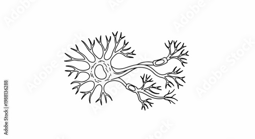 Black and white line drawing of interconnected neurons with cell body and branches