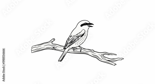 A black and white line drawing of a bird perched on a branch