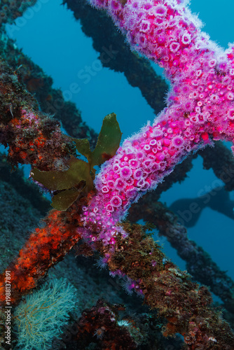 Jewel anemones (Corynactis australis) on shipwreck structure, Canterbury wreck, Paihia, Northland, New Zealand