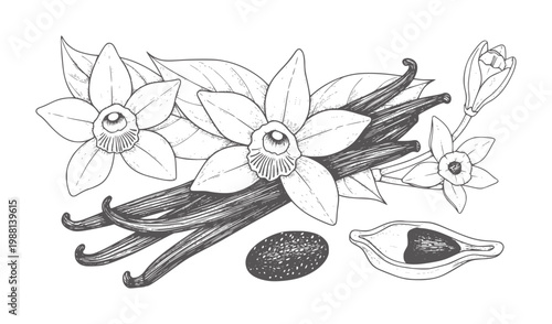 Hand drawn vanilla beans and flowers with seeds and pod