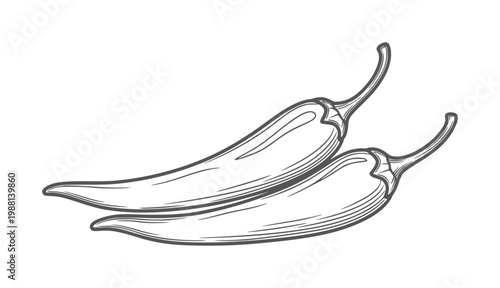 Two chili peppers drawn in a vintage style a white food ingredient spice