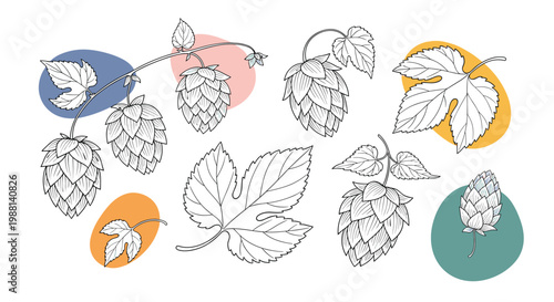 Artistic line drawing of hop cones and leaves with colorful abstract background shapes for brewery and herbal themes.