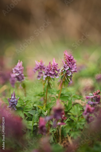 A flowering wood lark in a spring forest.