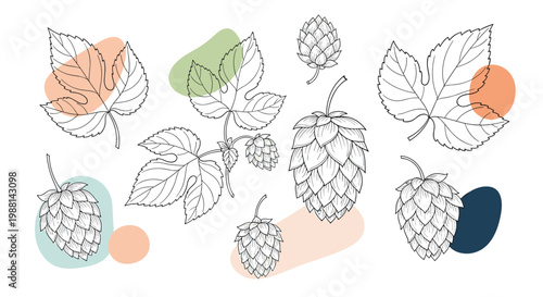 Botanical sketches of hop cones and leaves with abstract colorful background shapes in a vintage illustration style.