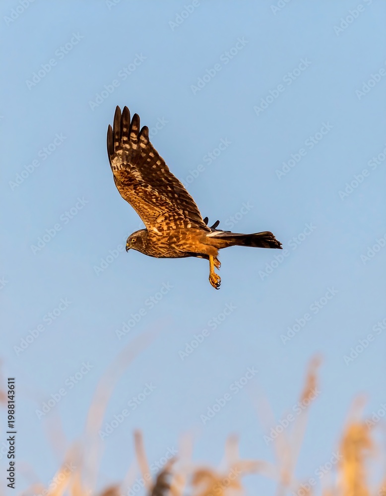 Fototapeta premium Raptor soaring in clear sky